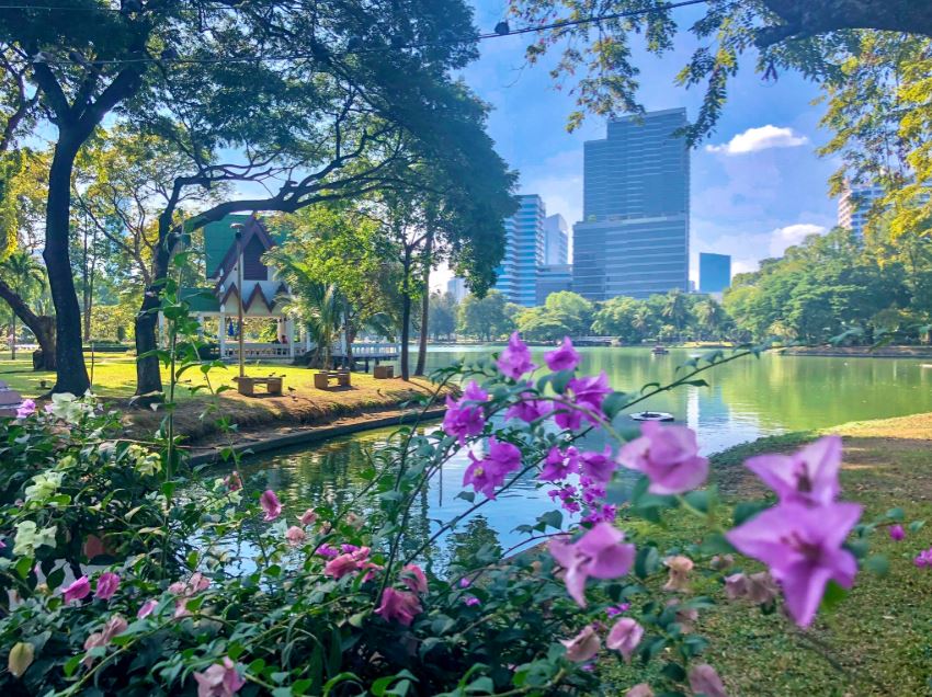 Lila Blumen vor See im Lumphini Park