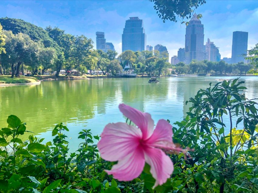 Bangkok Sehenswürdigkeiten, rosa Blume im grünen Park mit Sicht auf Hochhäuser