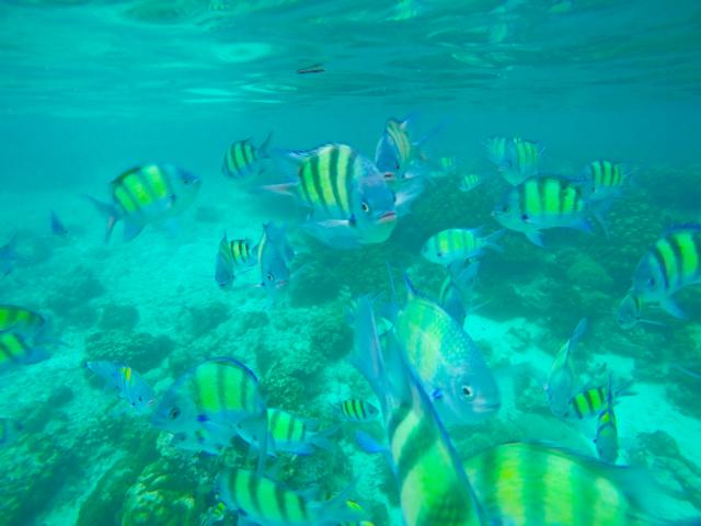 Bunte Fische Koh Phi Phi Thailand