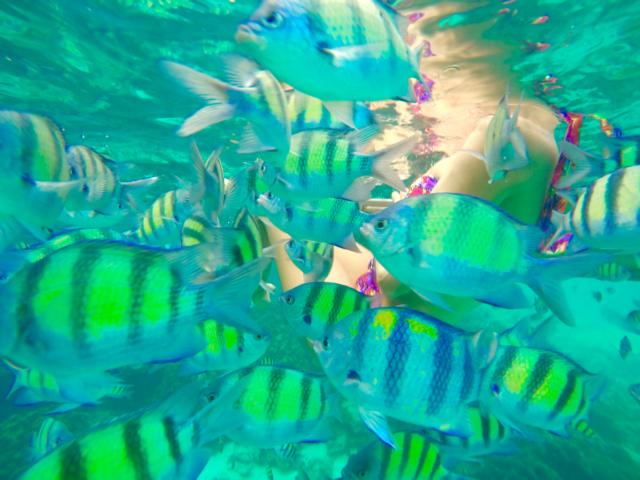 Bunte Fische auf Koh Phi Phi