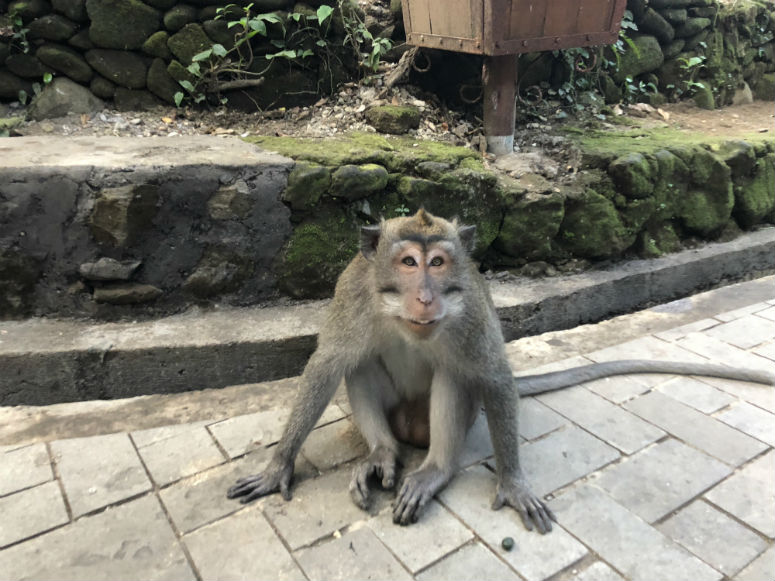 Affe im Monkey Forest Ubud Bali