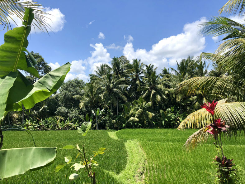 Gründe Reisfelder in Ubud