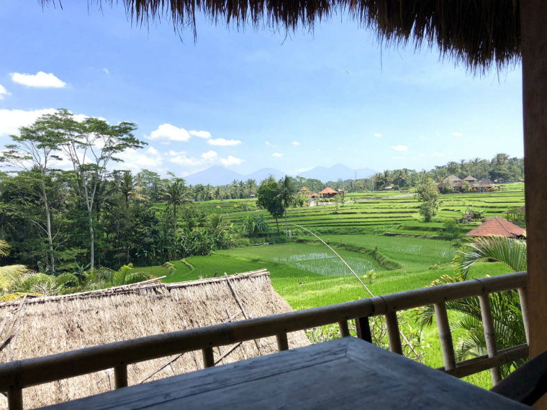 Aussicht auf Reisfelder in Ubud