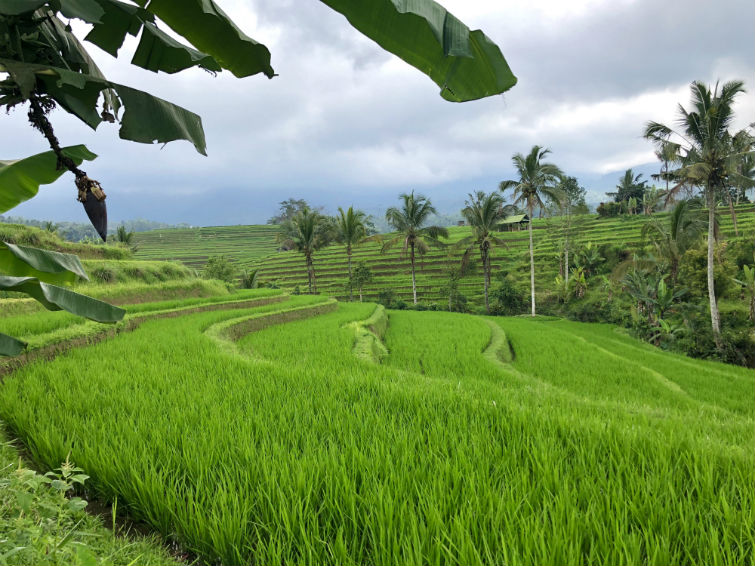 Bali Sehenswürdigkeiten, Jatiluwih Reisterrassen, Grüne Reisfelder 