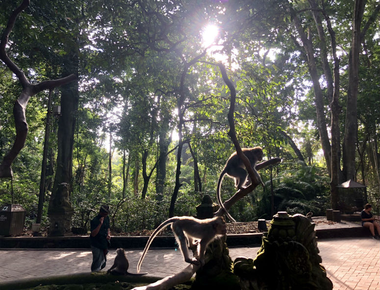 Affen auf Baum im Affenwald Ubud