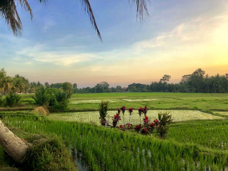 Sonnenuntergang Reisfeld Ubud 