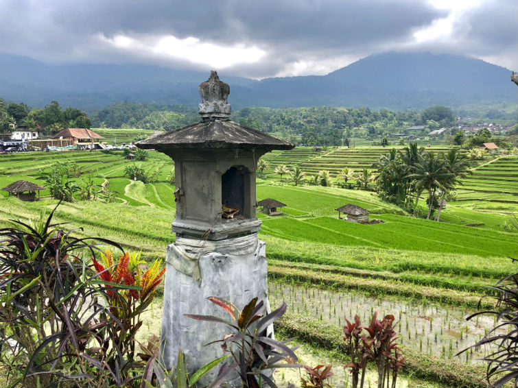 Bali Sehenswürdigkeiten, Aussicht auf grüne Reisfelder 
