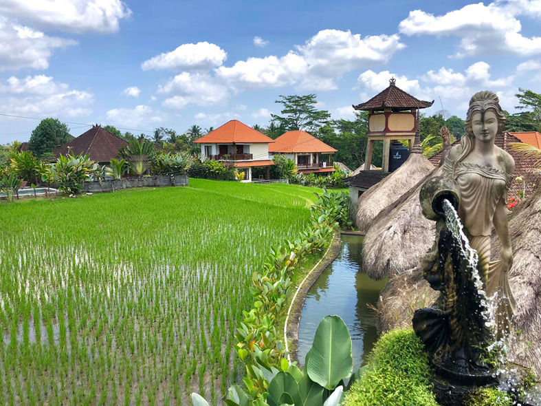 Reisfeld in Ubud auf Bali