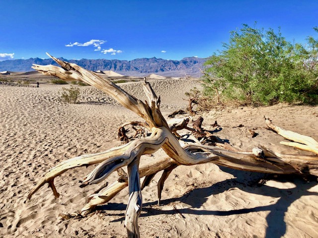 Baumstamm im Death Valley