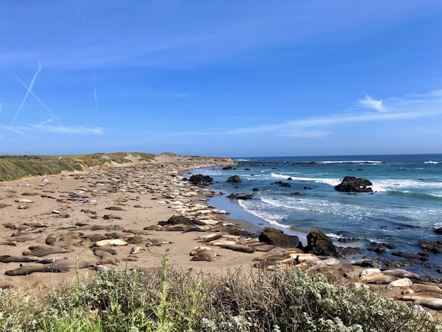 Viele Seerobben am Seal Vista Point am Highway 1 