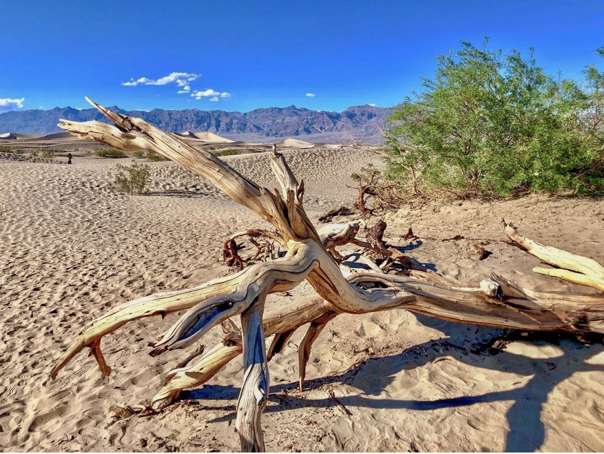 Death Valley, dürrer Ast in Wüste