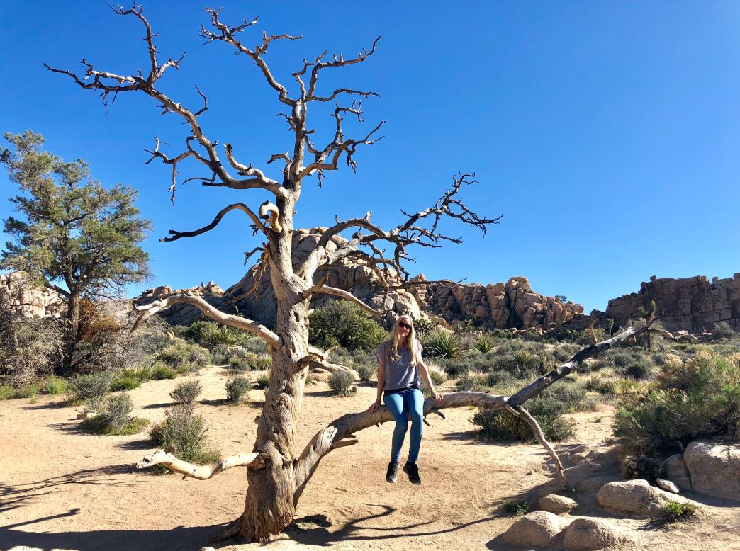 Joshua Tree Park USA, Frau sitzt auf Baum