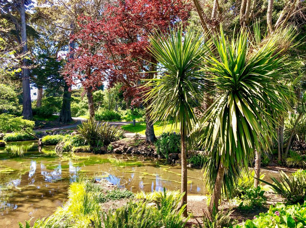 Golden Gate Park San Francisco, Palmen und See