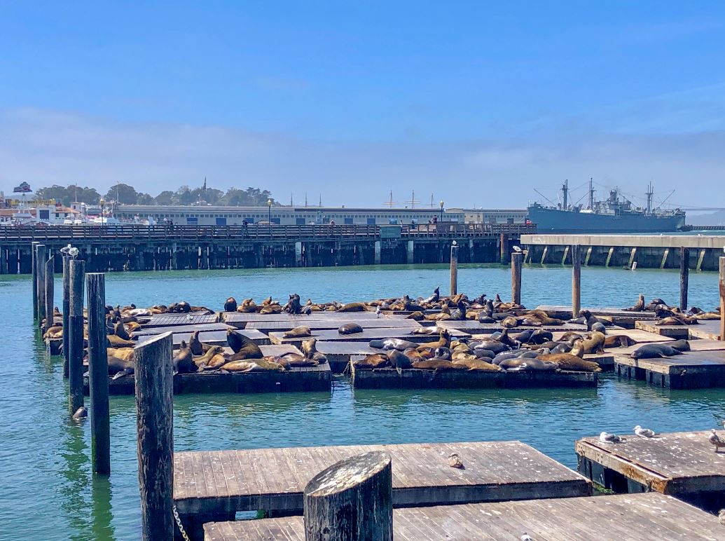 Robben am Pier 39 Fishermans Wharf