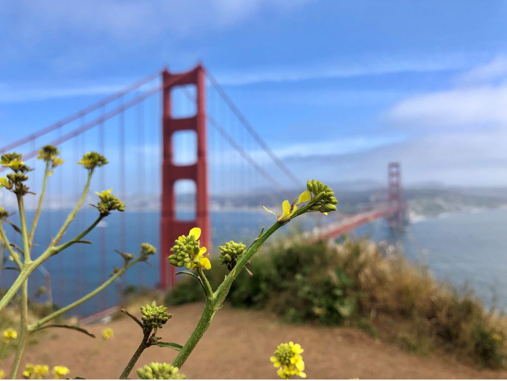 Ausblick auf die Golden Gate Brücke