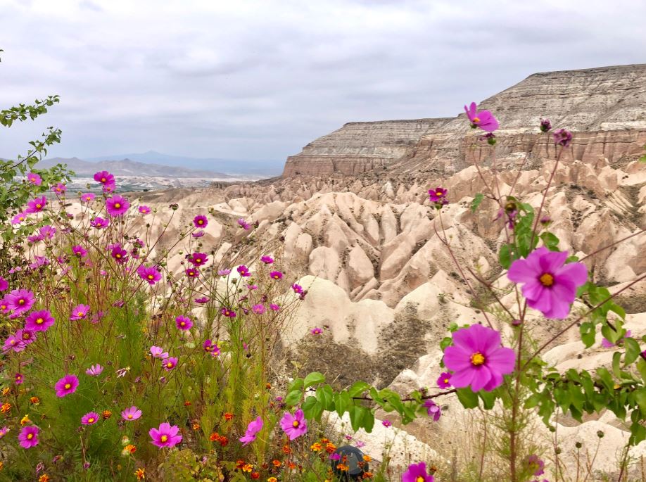 Red Rose Valley, violette Blumen vor Berglandschaft