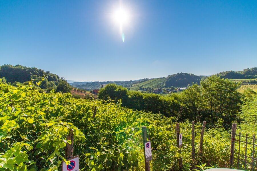 Blick auf grüne Weinberge