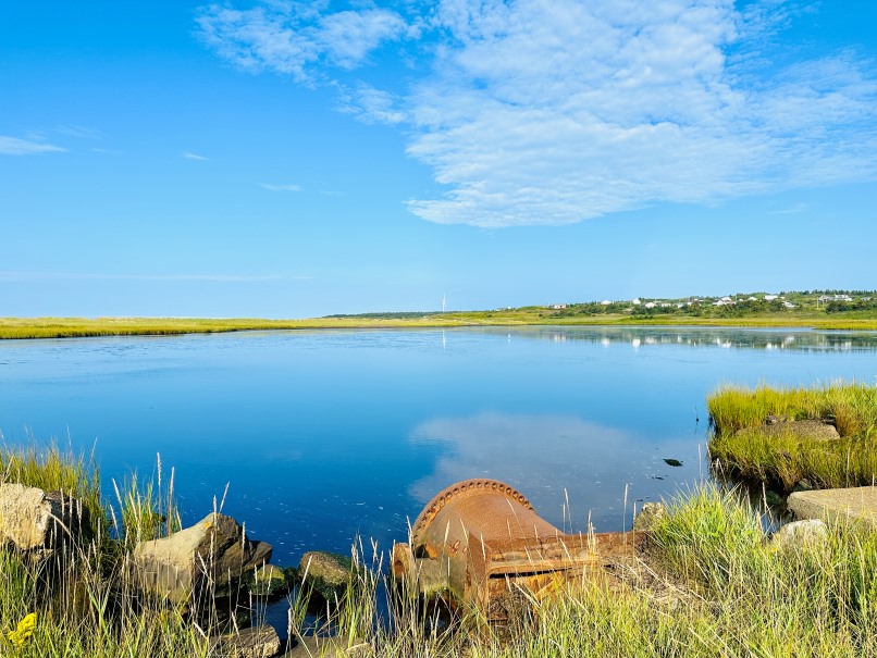 Grünes, hohes Gras rund um kleinen See und blauer Himmel