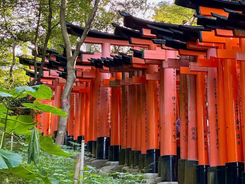 Kyoto Sehenswürdigkeiten Inari Schrein Toris
