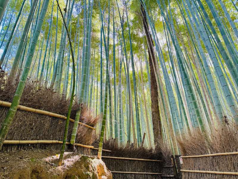 Bambus Wald Kyoto Sehenswürdigkeiten